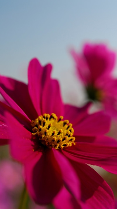 Earth Flower, 750x1334