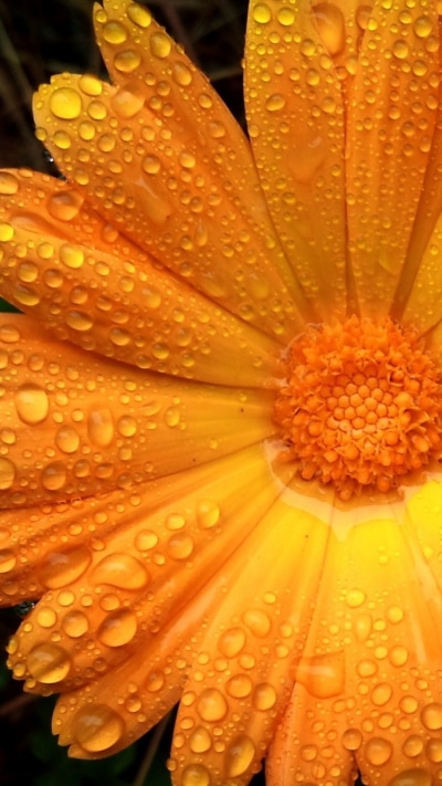Earth Flower, 750x1334