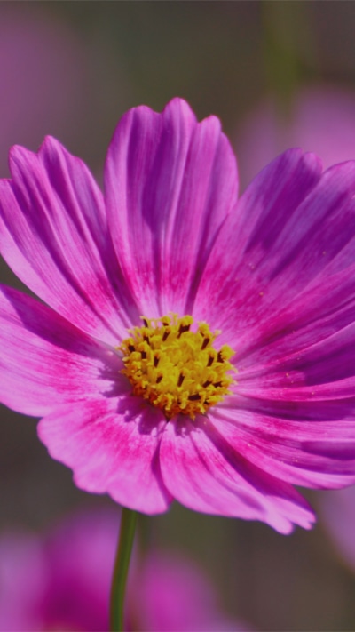 Earth Flower, 750x1334