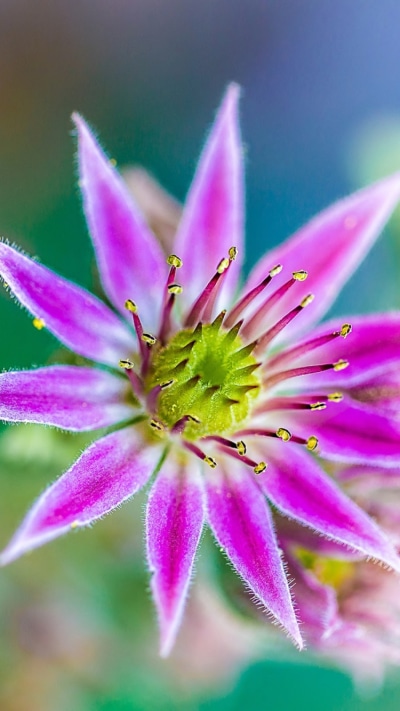 Earth Flower, 750x1334