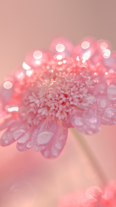 Earth Flower, Water Drop, Pink Flower, Nature, 750x1334