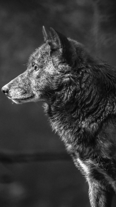 Animal Wolf, Muzzle, Black and White, 750x1334