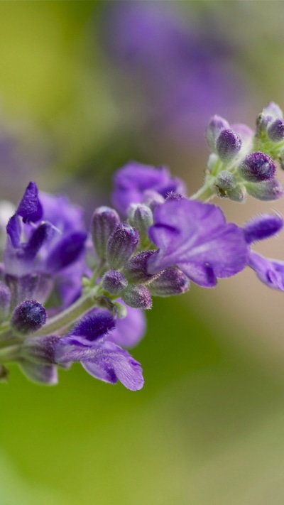 Earth Flower, Nature, Purple Flower, Blur, 750x1334