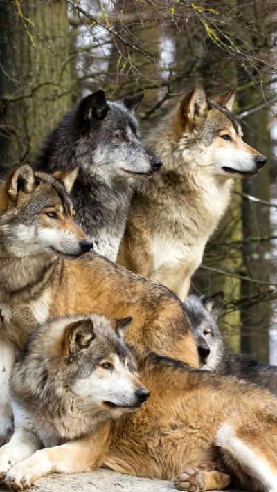 Animal Wolf, 750x1334