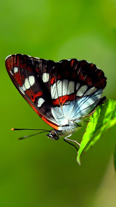 Animal Butterfly, Leaf, Green, Insect, Colors, 750x1334
