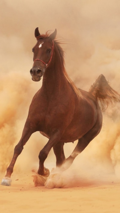 Animal Horse, Running, Dust, Dirt, 750x1334