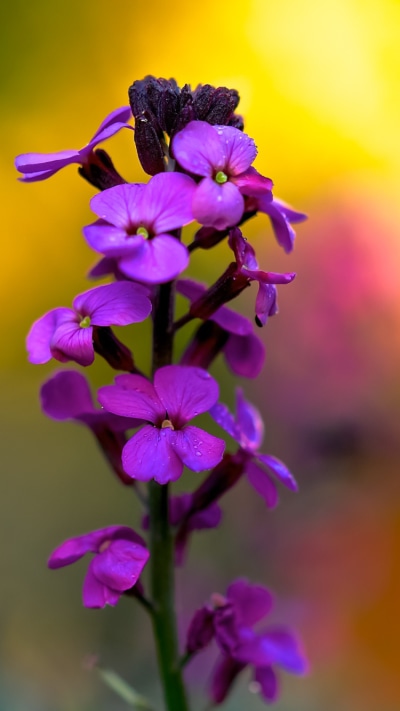 Earth Flower, Nature, Purple Flower, Bokeh, 750x1334