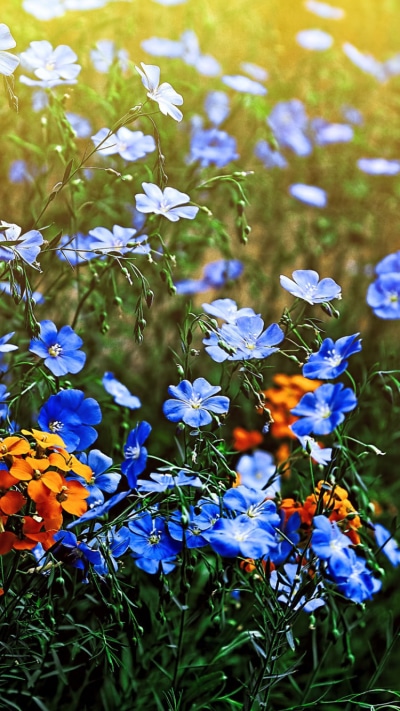 Earth Flower, Blue Flower, Meadow, Nature, Orange Flower, 750x1334
