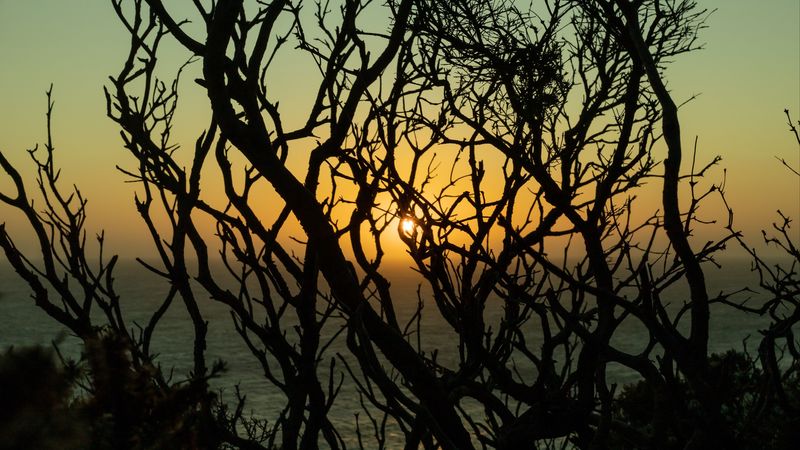 branches, sun, sunset, trees, dusk, 4k