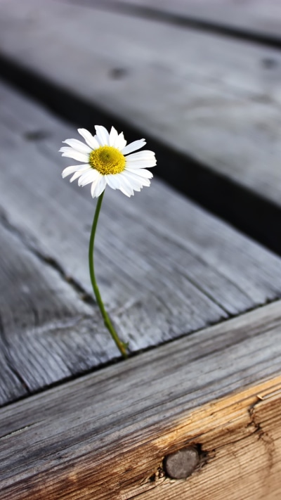 Earth Flower, Daisy, 750x1334
