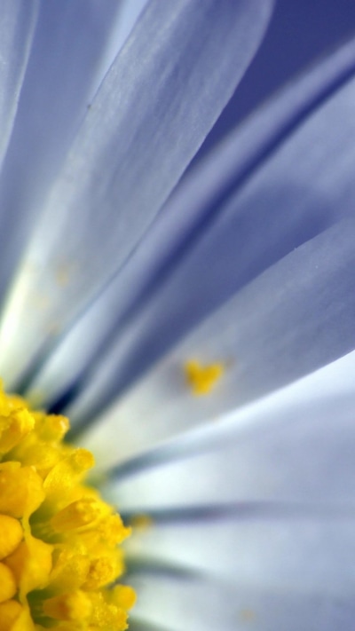 Earth Flower, 750x1334