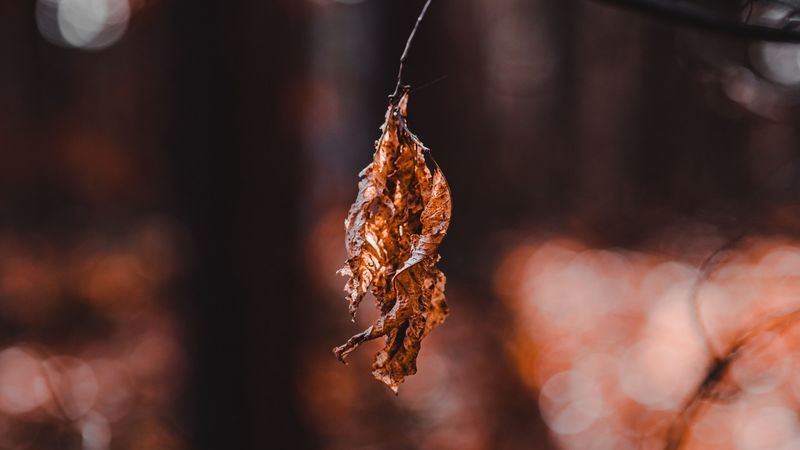leaf, dry, macro, blur, 4k