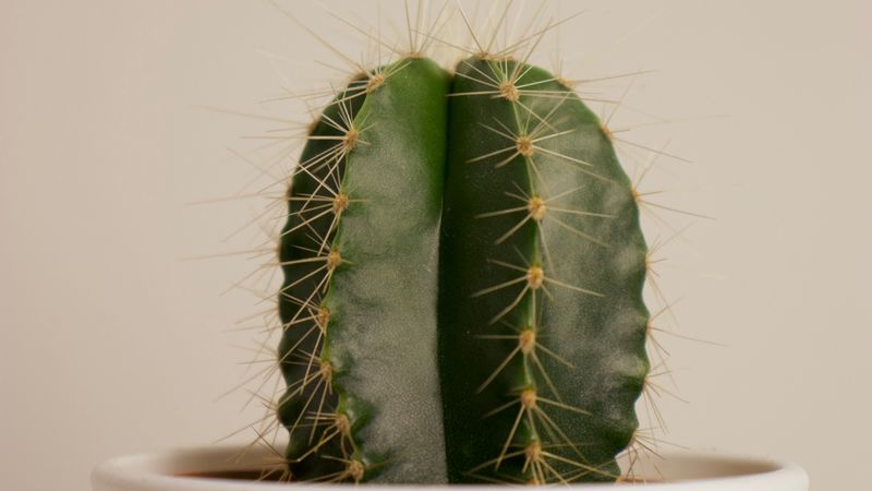 cactus, succulent, plant, thorns, pot, 4k