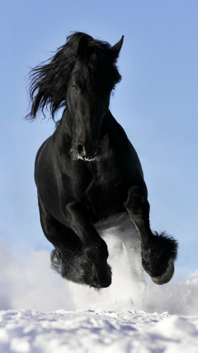 Animal Horse, 750x1334