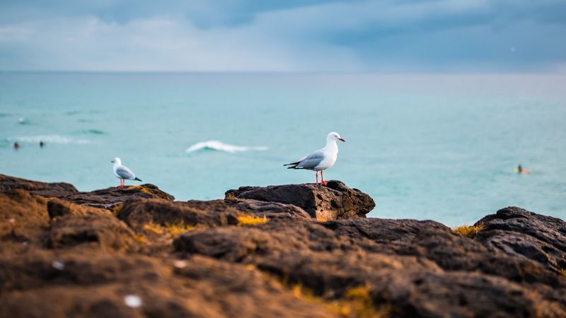 seagulls, birds, rocks, sea, 4k