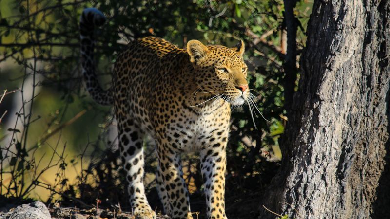 leopard, predator, big cat, animal, 4k