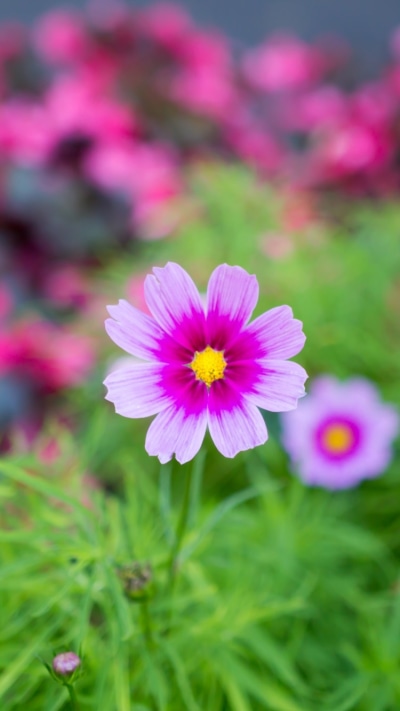 Earth Flower, Pink Flower, Macro, 750x1334