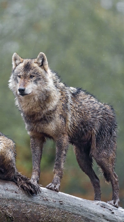 Animal Wolf, 750x1334