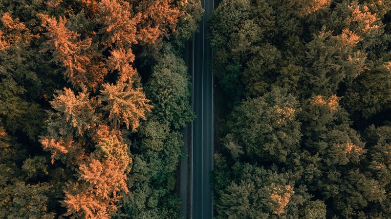 road, trees, forest, aerial view, 4k