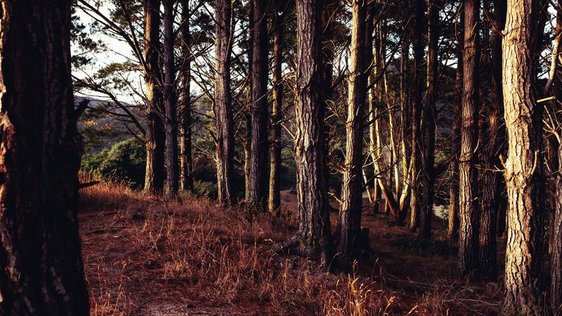 trees, forest, grass, sun rays, 4k