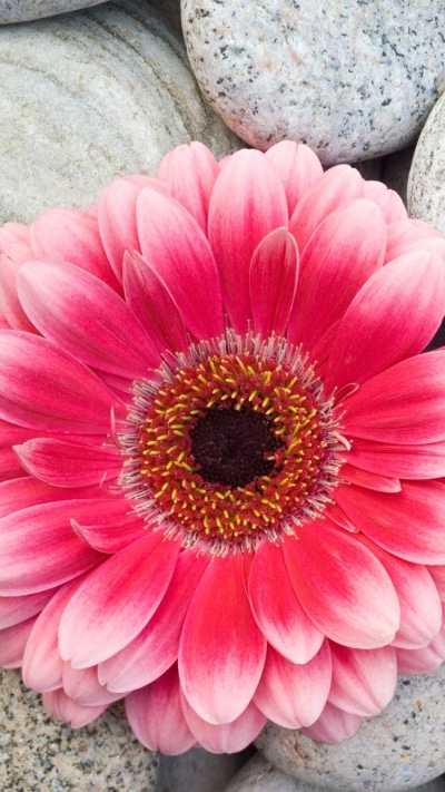 Earth Flower, Gerbera, 750x1334