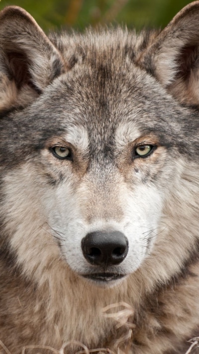 Animal Wolf, 750x1334