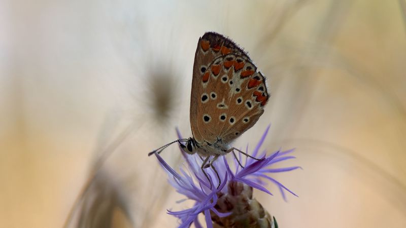 butterfly, flower, macro, 4k