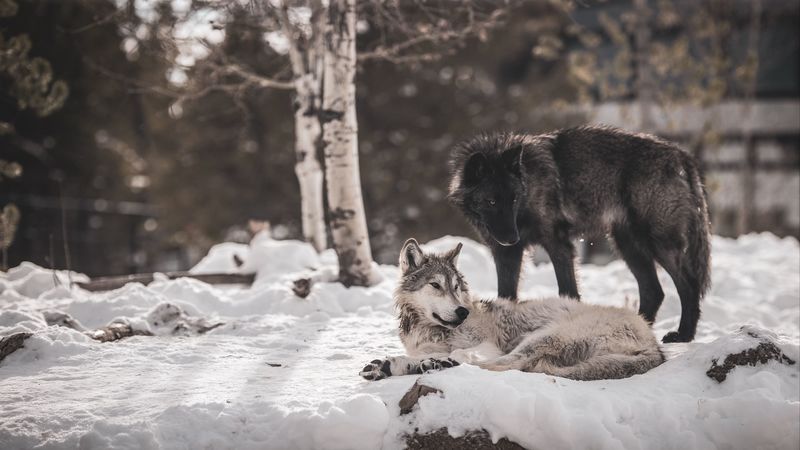 wolves, predators, friendship, snow, 4k