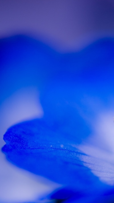 Earth Flower, 750x1334