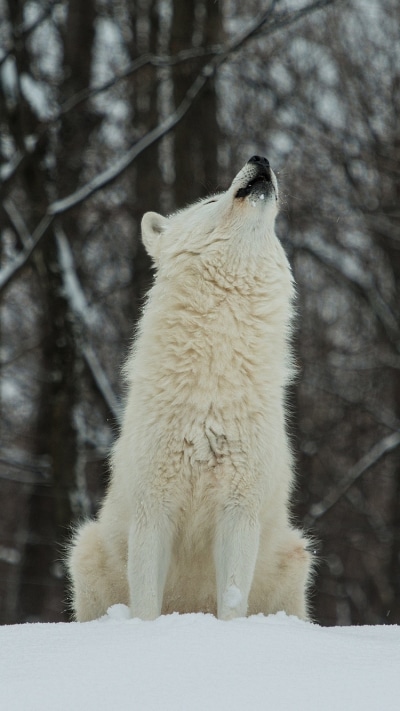 Animal Wolf, 750x1334