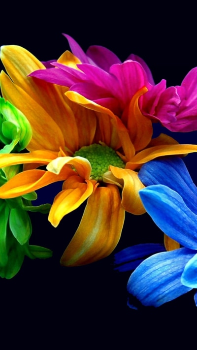 Earth Flower, Colorful, Yellow Flower, Blue Flower, Petal, Purple Flower, 750x1334