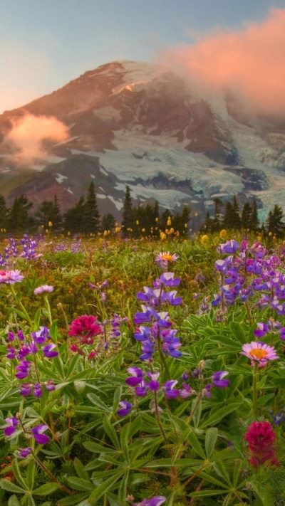 Earth Flower, Colorful, Mountain, Earth, Colors, Meadow, 750x1334