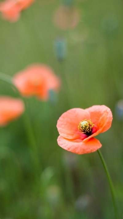 Earth Flower, 750x1334