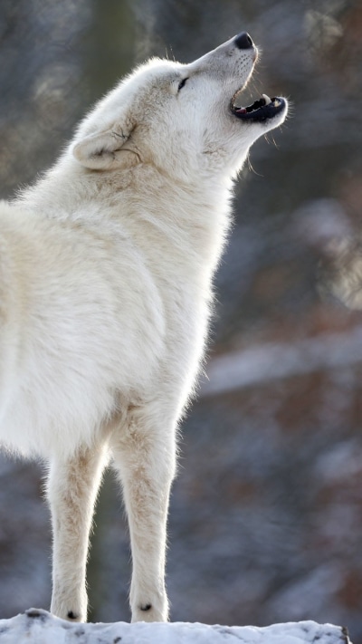 Animal Wolf, 750x1334