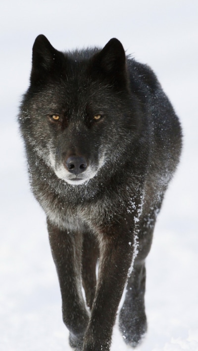 Animal Wolf, 750x1334