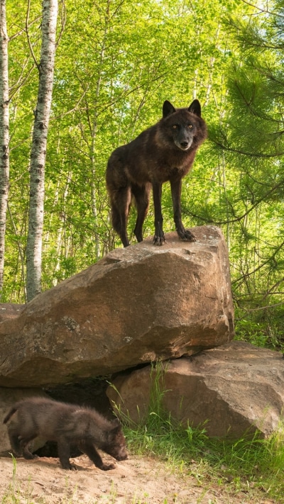 Animal Wolf, 750x1334