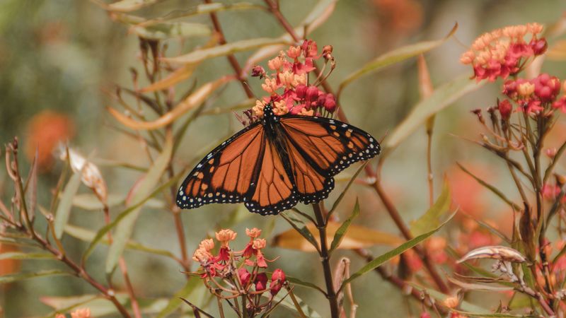 monarch butterfly, butterfly, insect, wings, flower, plants, 4k