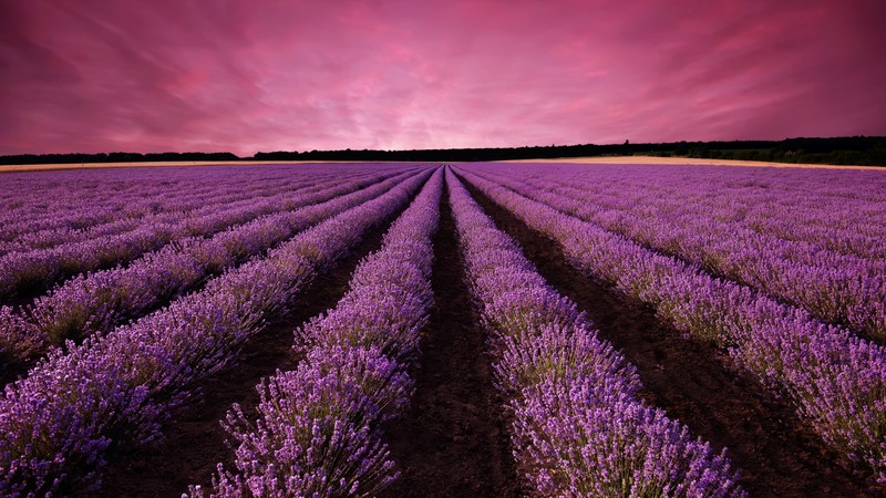 lavender, field, sky, mountain, Provence, France, Europe, 4K