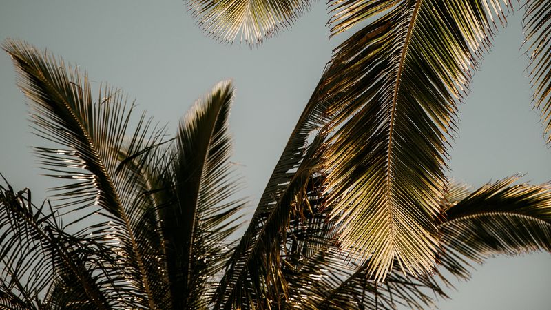 palm tree, branches, leaves, 4k