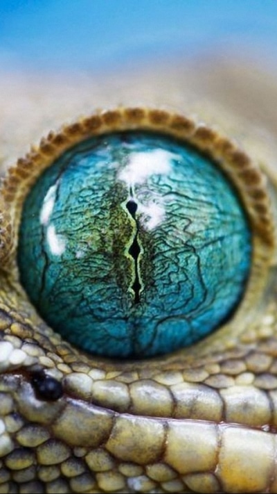 Animal Eye, Gecko, 750x1334