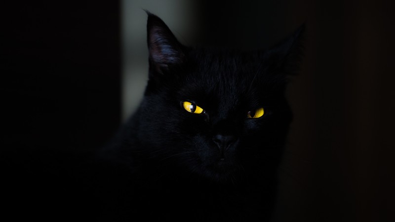 cat, black, yellow, eyes, 4K