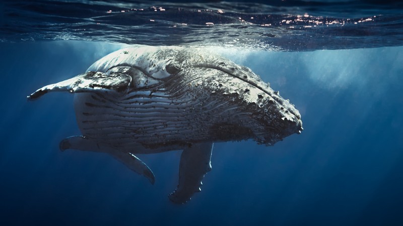 Underwater, Whale, 4K