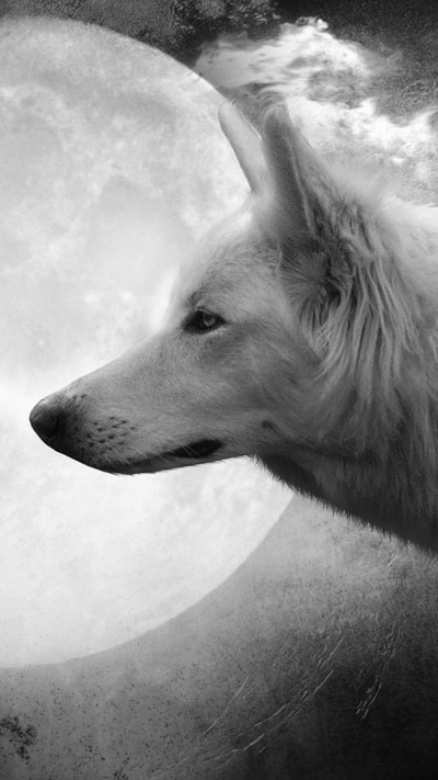 Animal Wolf, Moon, 750x1334