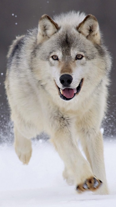 Animal Wolf, 750x1334