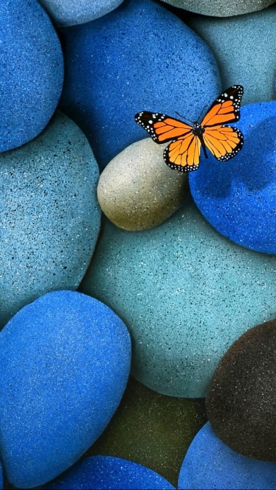Animal Butterfly, Stone, 750x1334