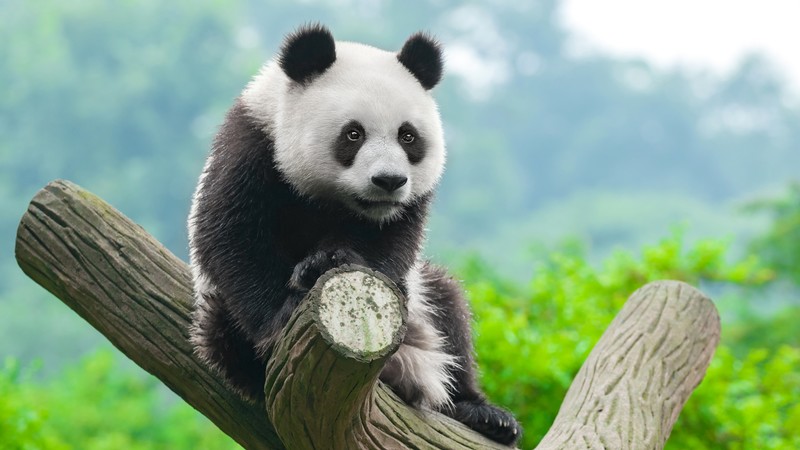 panda, cute animals, 4k