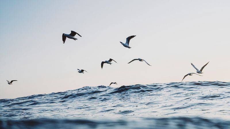 seagulls, ocean, waves, minimalism, 4k