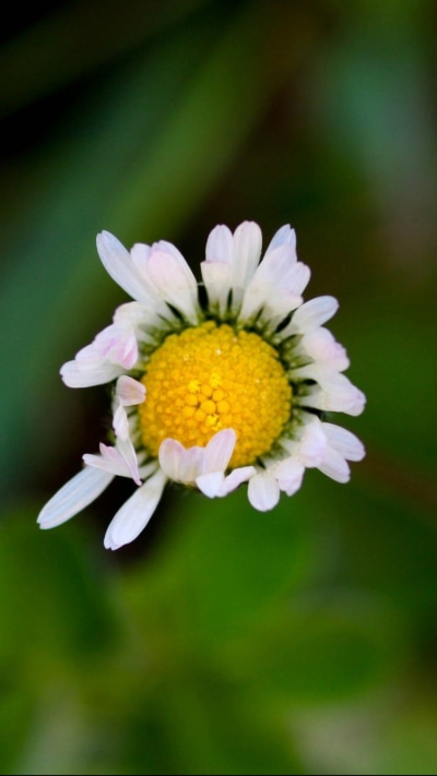 Earth Flower, 750x1334