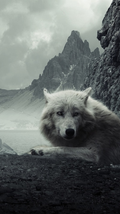 Animal Wolf, White Wolf, Mountain, 750x1334