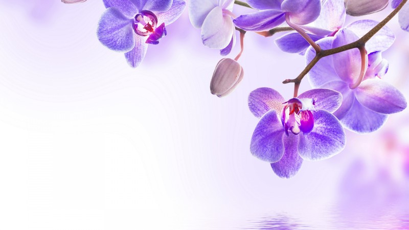 orchid, flower, 4k